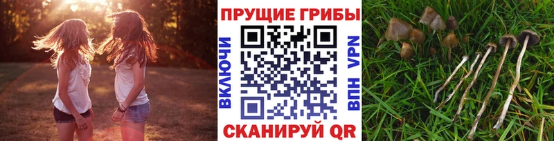 дарнет шоп  Окуловка  Галлюциногенные грибы мицелий 